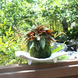 Peperomia caperata “Rosso” Kokedama, Japanese botanical art,  indoor moss ball garden
