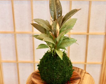 FICUS Elastica RUBBER Burgundy KOKEDAMA 6-7" Diameter X 15-20" Tall  -perfect Home Gift-bonsai Art-zen Garden-centerpiece - Etsy