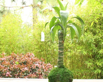 Dracaena yellow corn plant Kokedama - Moss ball, beautiful live light green combination color!