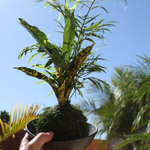 Parlor Palm and Croton arranged Kokedama Moss ball, Living Japanese art, spin off of Bonsai image 2