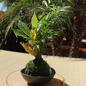 Parlor Palm and Croton arranged Kokedama Moss ball, Living Japanese art, spin off of Bonsai image 1