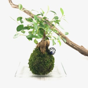 Kokedama - Bonsai Moss ball Ginseng Ficus(Banyan) - seat of the soul tree - LIMITED!! Purchase while available!