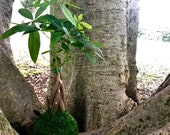 Money Tree, Pachira Kokedama - Moss ball, Feng Sui Lucky Plant, Bring you prosperity.