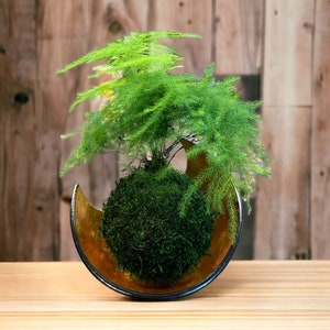 Pu&ograve; includere: Una pianta di kokedama verde con fogliame piumoso &egrave; posta in una ciotola decorativa a forma di mezza luna. La ciotola ha un interno dorato metallico e un bordo nero. La pianta &egrave; esposta su una superficie di legno chiaro.