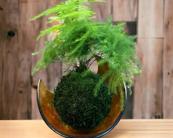 Small Asparagus fern Kokedama - Bonsai Moss ball. Attractive herbaceous, lace-like foliage perennial plant.