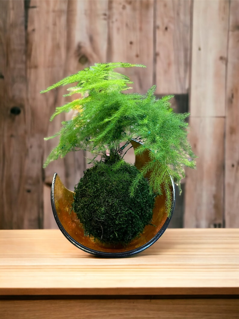 Pu&ograve; includere: Una pianta di kokedama verde con fogliame piumoso &egrave; posta in una ciotola decorativa a forma di mezza luna. La ciotola ha un interno dorato metallico e un bordo nero. La pianta &egrave; esposta su una superficie di legno chiaro.