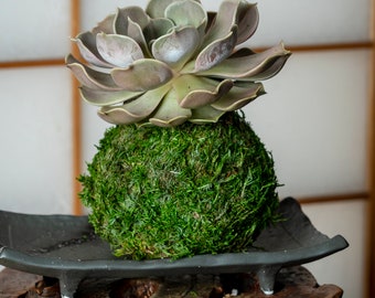 Calathea Pin Stripped Ornata Eye-catching Plant Kokedama Bonsai Moss Ball  House Decor With Japanese Technique Plants 