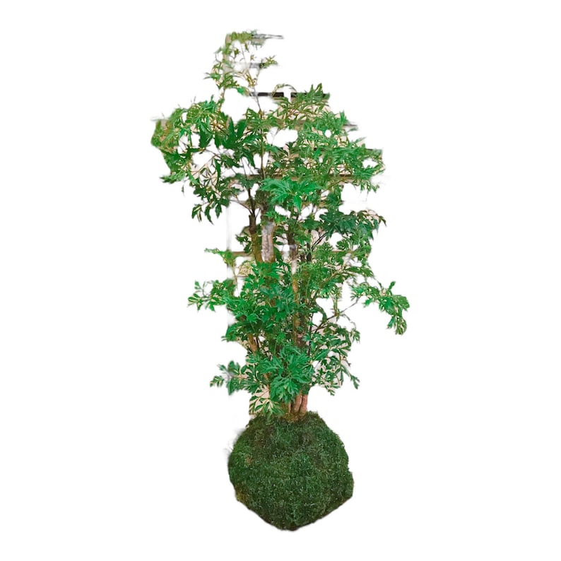 KodamaForest Ming Aralia Kokedama - Thumbnail 3