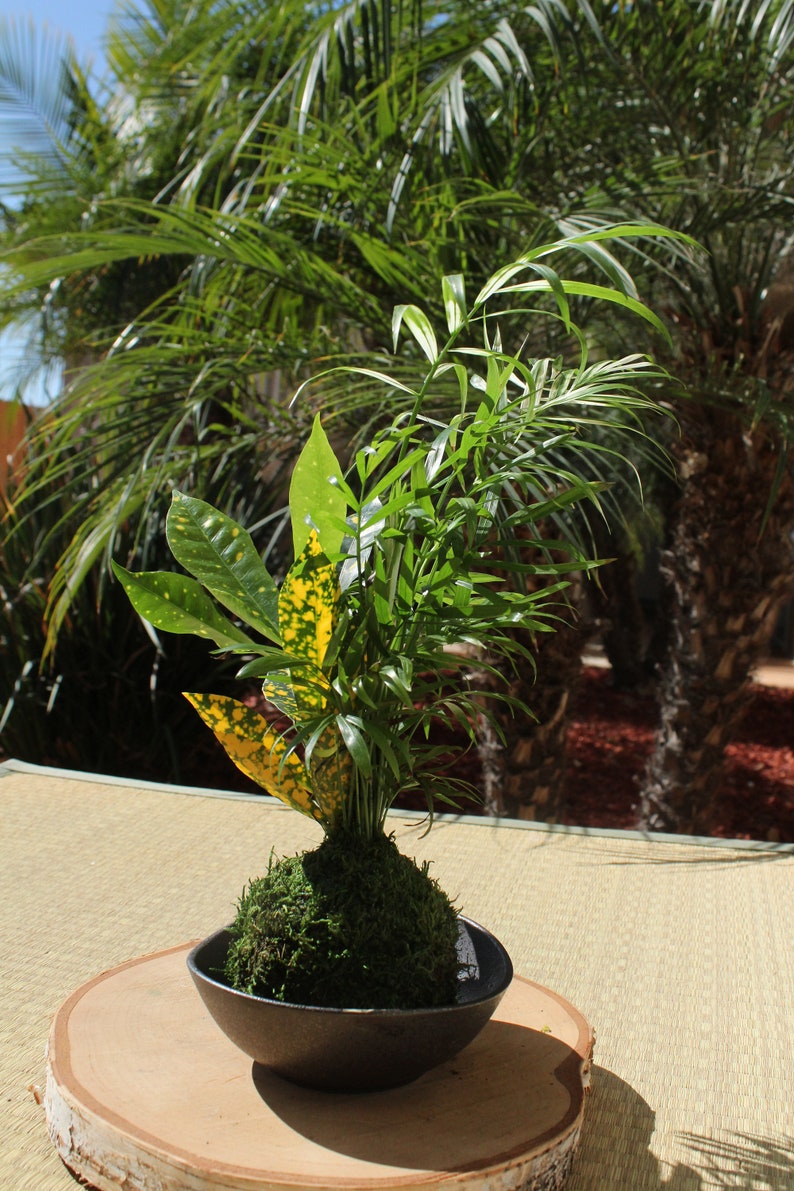 Parlor Palm and Croton arranged Kokedama Moss ball, Living Japanese art, spin off of Bonsai image 1
