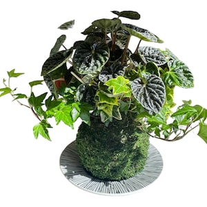 Peperomia ondulada y hiedra dispuestas en Kokedama (bola de musgo, antigua técnica botánica japonesa).