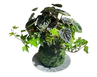 Ripple peperomia and ivy arranged Kokedama - Moss ball, Japanese ancient botanical technique.