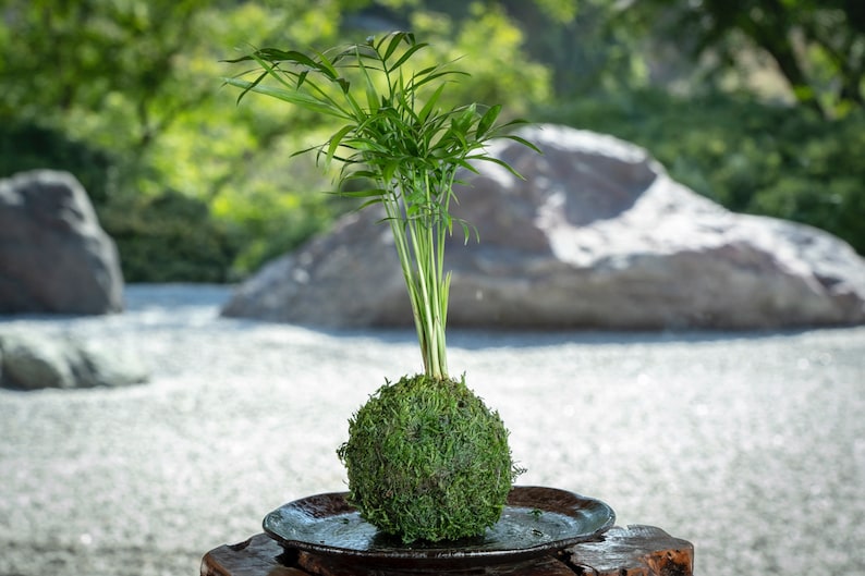 Kodama Parlor Palm Kokedama - Thumbnail 2