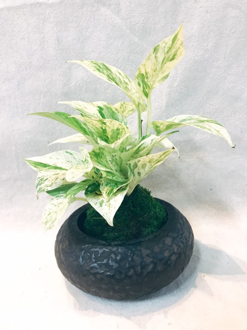 KodamaForest Marble Queen Pothos Kokedama - Thumbnail 2