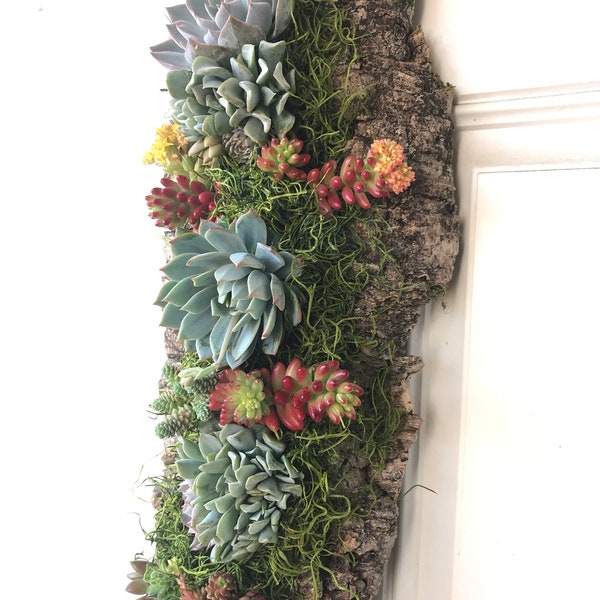 Vertical Wall decoration with assorted succulents on the cork board, Size approx 8 x 19 inch, live succulents and moss wall art