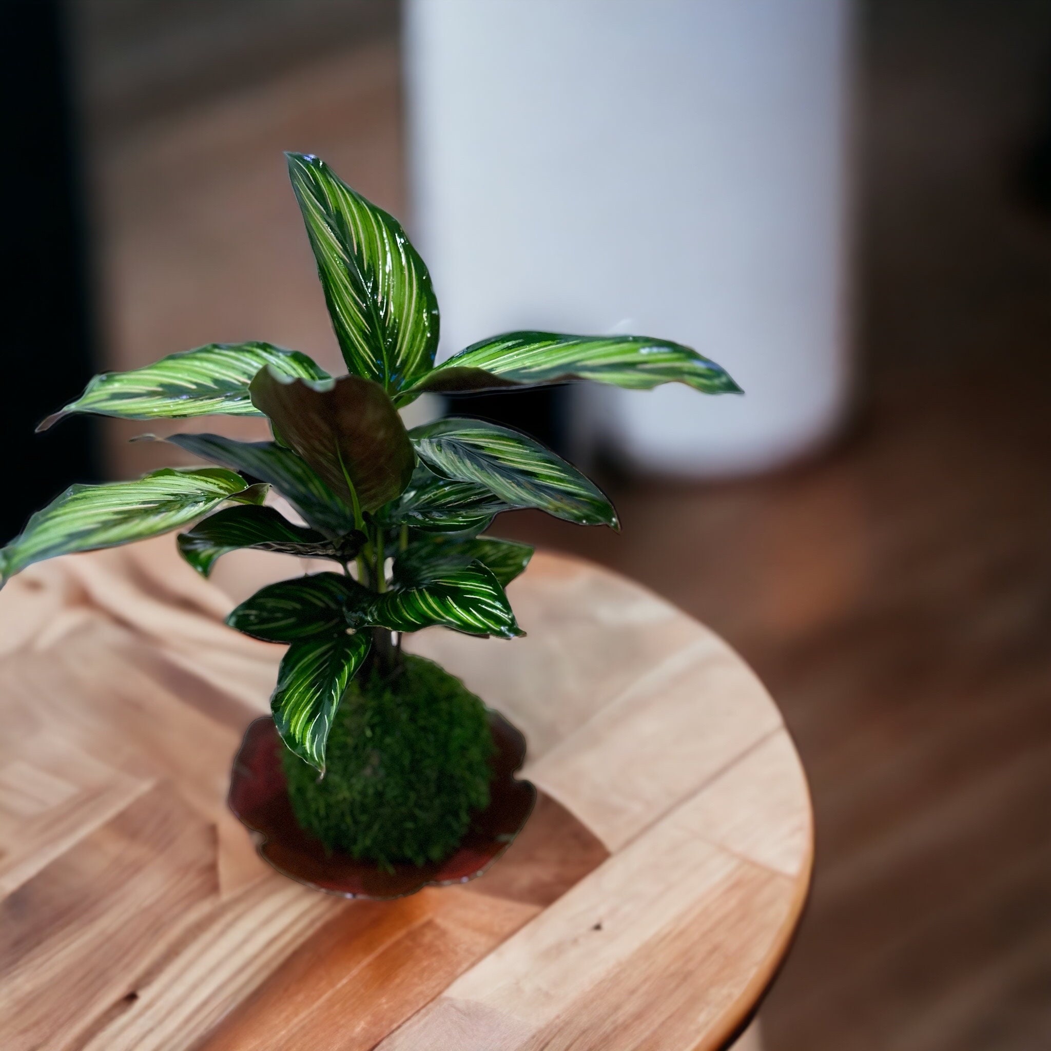 Calathea Pin Stripped Ornata Eye-catching Plant Kokedama Bonsai Moss Ball  House Decor With Japanese Technique Plants 