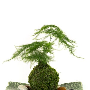 Pu&ograve; includere: Un Kokedama, pianta giapponese a palla di muschio, con una rigogliosa pianta verde sopra una sfera ricoperta di muschio. La sfera poggia su un piatto di ceramica verde con pietre lisce. La pianta ha un fogliame delicato e piumoso.
