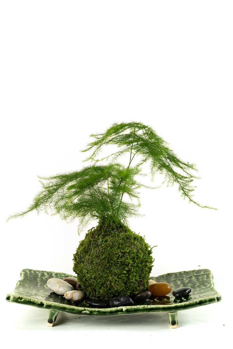 Small Asparagus fern Kokedama Bonsai Moss ball. Attractive herbaceous, lace-like foliage perennial plant. image 2