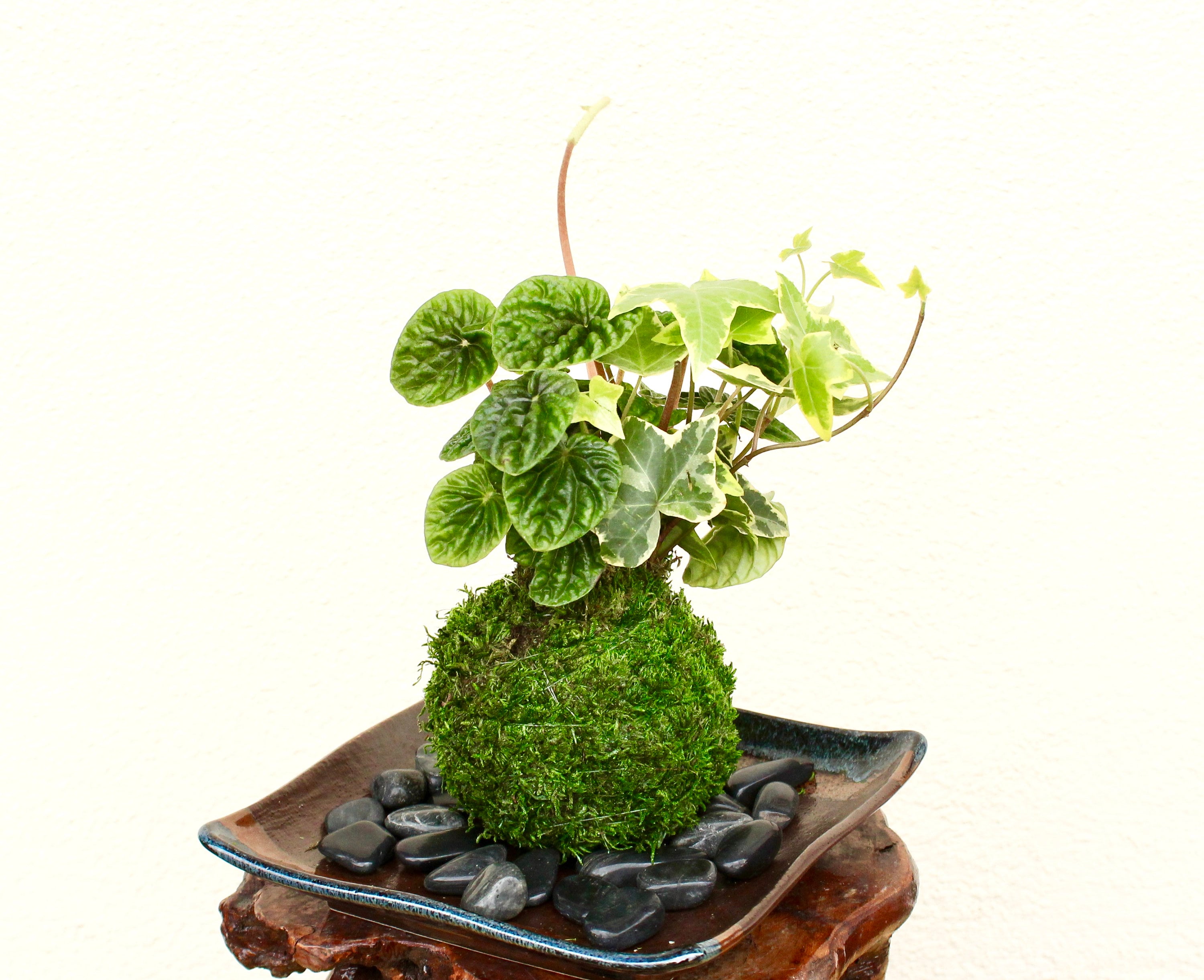 Ripple Peperomia And Ivy Arranged Kokedama Moss Ball Etsy