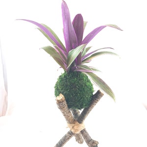 Moisés en la cuna Kokedama - Bola de musgo bonsái - Decoración japonesa para plantas de interior