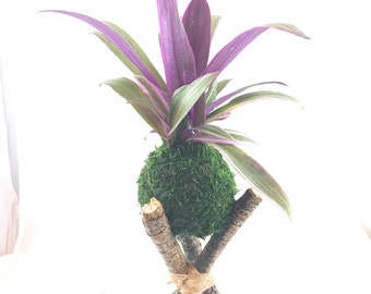 Moses in the cradle Kokedama - Bonsai Moss ball - Japanese house plant decoration