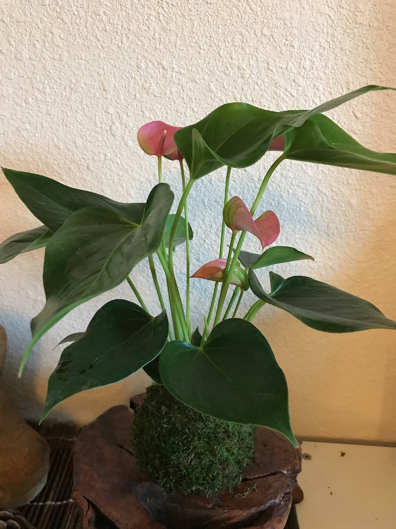KodamaForest Anthurium Kokedama - Thumbnail 2