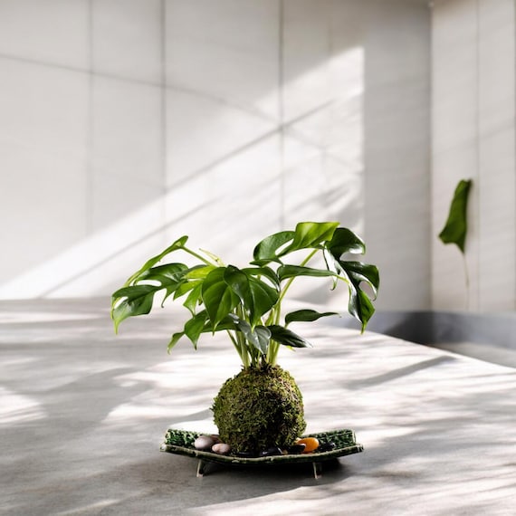 monstera thai constellation steckling kaufen Monstera Thai Constellation – Berlinplant main image 0