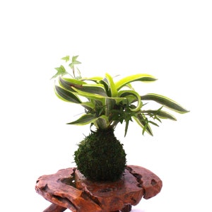 Arranged Kokedama with Lemon Lime Warneckii Dracaena and Ivy Kokedama, Japanese botanical art image 6