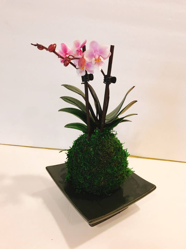 Kokedama Pink Great gift idea for Mother/'s day! Moss ball with beautiful mini orchid