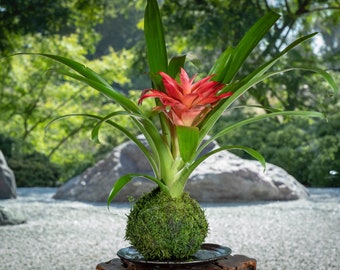 Kokedama - Moss ball, Lovely Pink Bromeliad, Guzmania!