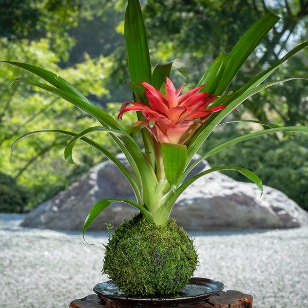 Kokedama - Moss ball, Lovely Pink Bromeliad, Guzmania!