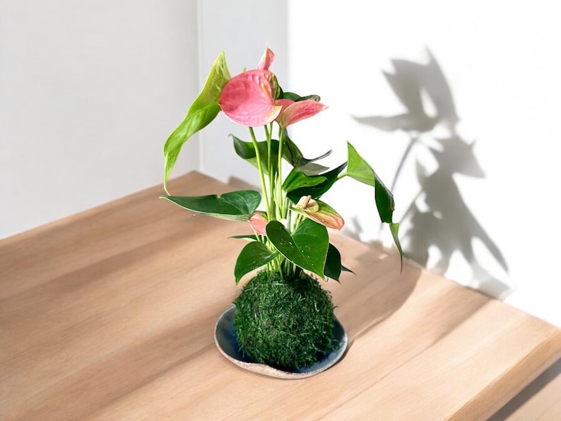 KodamaForest Anthurium Kokedama - Thumbnail 4