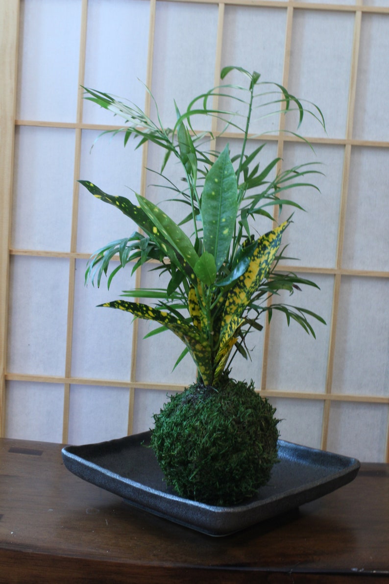 Parlor Palm and Croton arranged Kokedama Moss ball, Living Japanese art, spin off of Bonsai image 6
