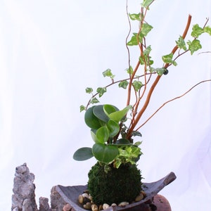 Puede incluir: Una bola de musgo verde con una peque&ntilde;a planta que crece de ella, sentada en un plato de cer&aacute;mica negro sobre un soporte de madera con tres patas. El soporte est&aacute; sobre una estera tejida marr&oacute;n. La bola de musgo est&aacute; rodeada de peque&ntilde;as piedras blancas.