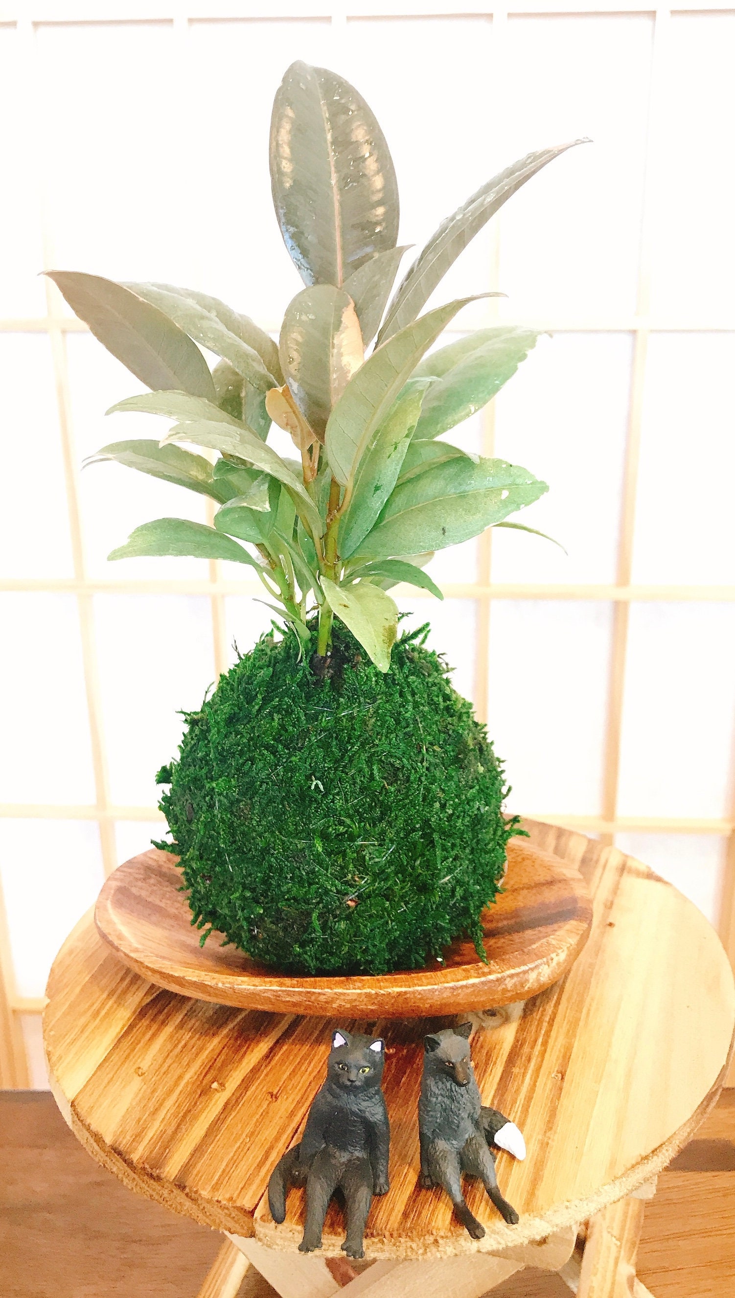 Calathea Pin Stripped Ornata Eye-catching Plant Kokedama Bonsai Moss Ball  House Decor With Japanese Technique Plants 