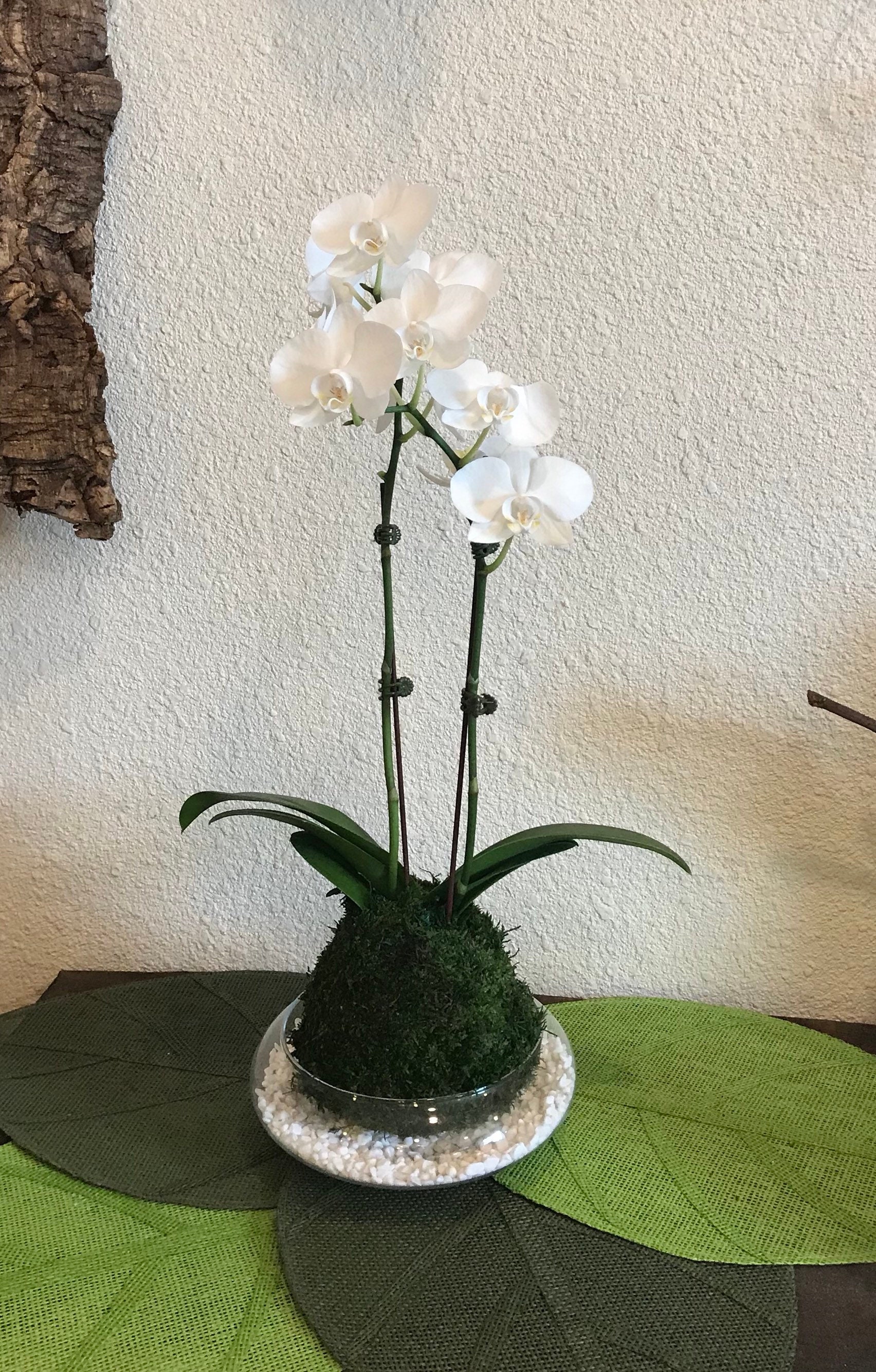 Orchid Kokedama (White) Moss Ball Product – White Stable Farms