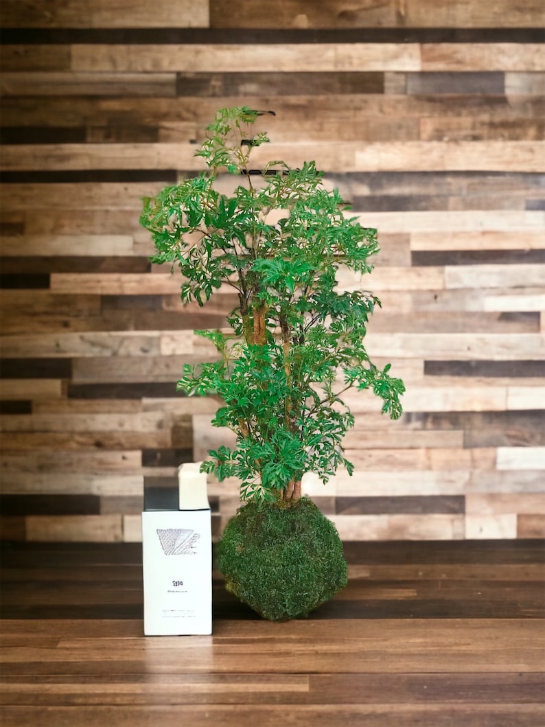 KodamaForest Ming Aralia Kokedama - Thumbnail 4