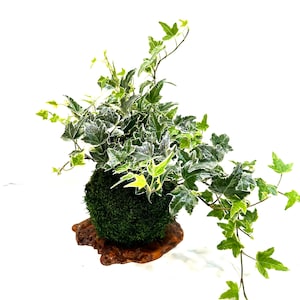 May include: A green moss ball with variegated ivy growing around it, displayed on a wooden base.