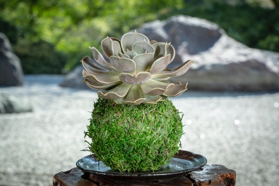 Rosette Succulent Succulent Large Kokedama - Japanese Living Art - Moss  Ball - Etsy