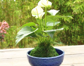 White Anthurium Kokedama - Moss ball, Japanese ancient botanical technique.