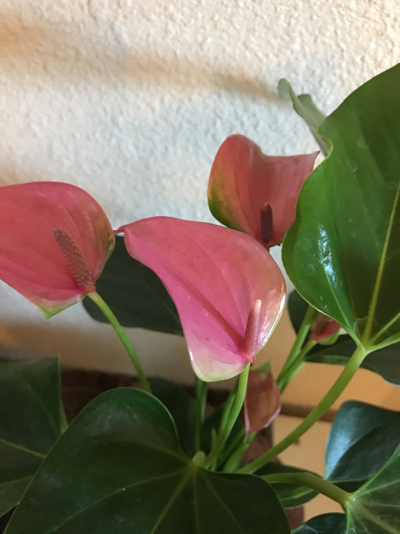 KodamaForest Anthurium Kokedama