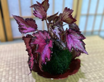 Rex Begonia Kokedama - Bonsai Ball - house plant