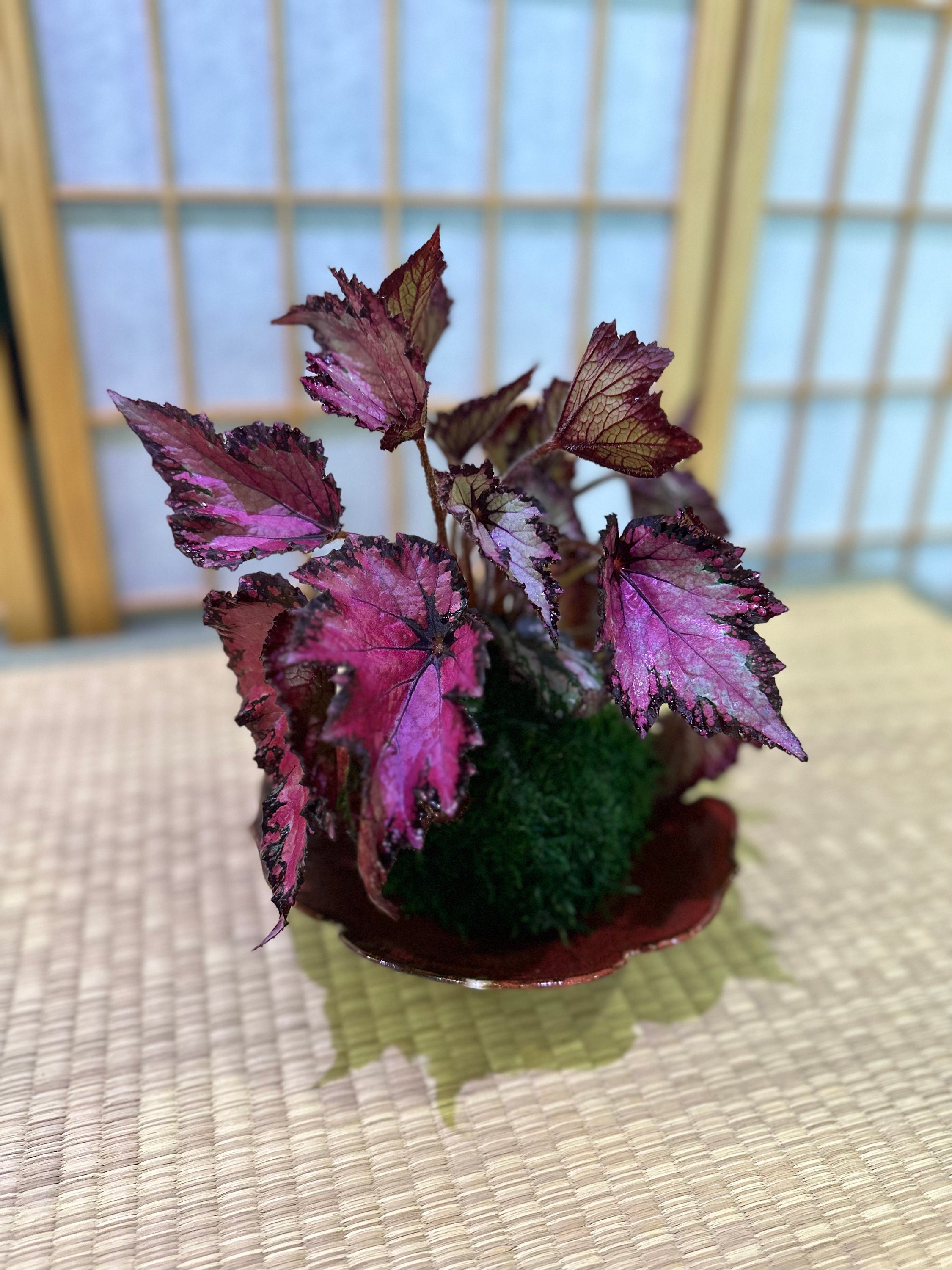 Begonia Bonsai - Etsy