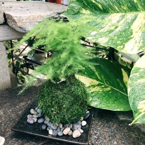 Pu&ograve; includere: Una piccola pianta in stile bonsai verde con un delicato fogliame piumato, posta su un letto di muschio e piccole pietre all'interno di un piatto quadrato in ceramica scura. Grandi foglie verdi e venate di giallo la circondano.