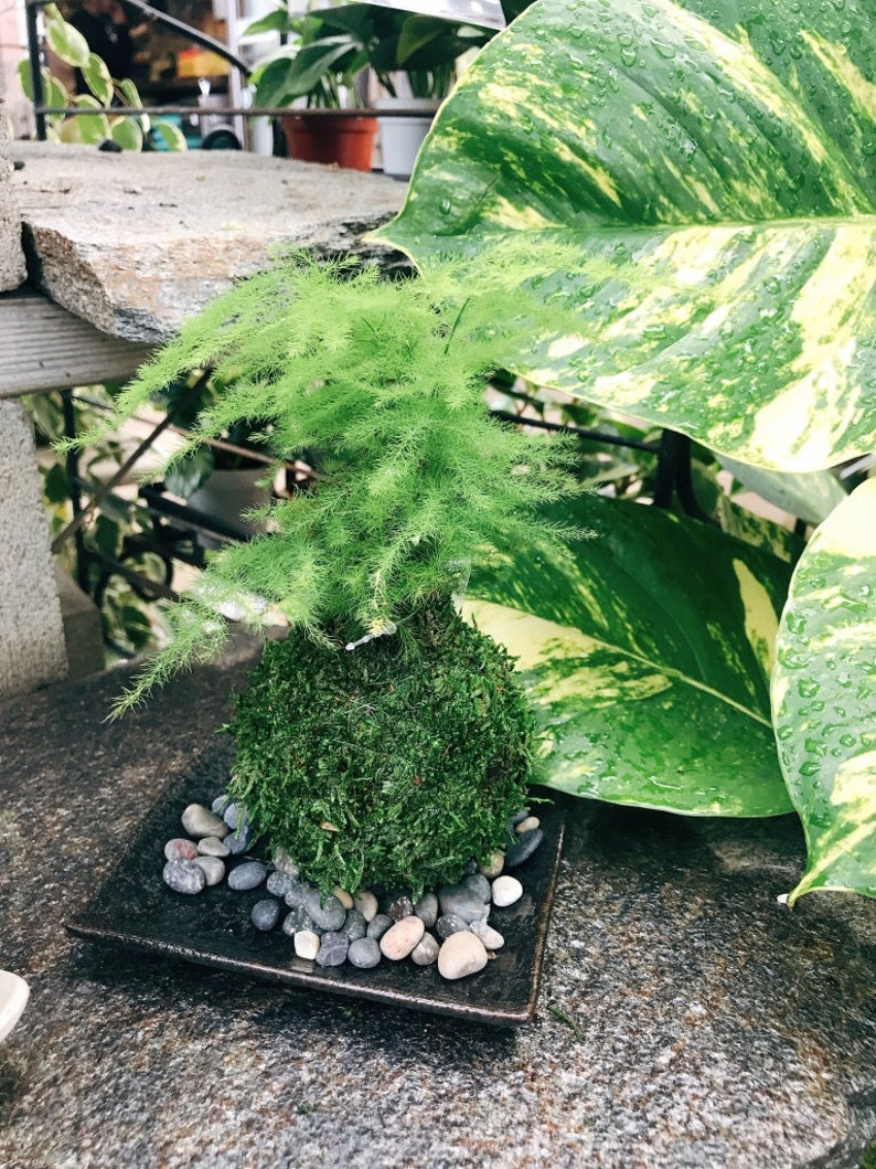 Pu&ograve; includere: Una piccola pianta in stile bonsai verde con un delicato fogliame piumato, posta su un letto di muschio e piccole pietre all'interno di un piatto quadrato in ceramica scura. Grandi foglie verdi e venate di giallo la circondano.