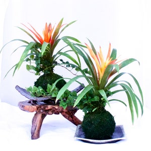 Bromeliad and Ivy arranged Kokedama