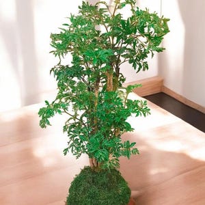 May include: A small green plant with a thick trunk and many branches, growing in a round moss ball. The plant is potted in a brown wooden base.