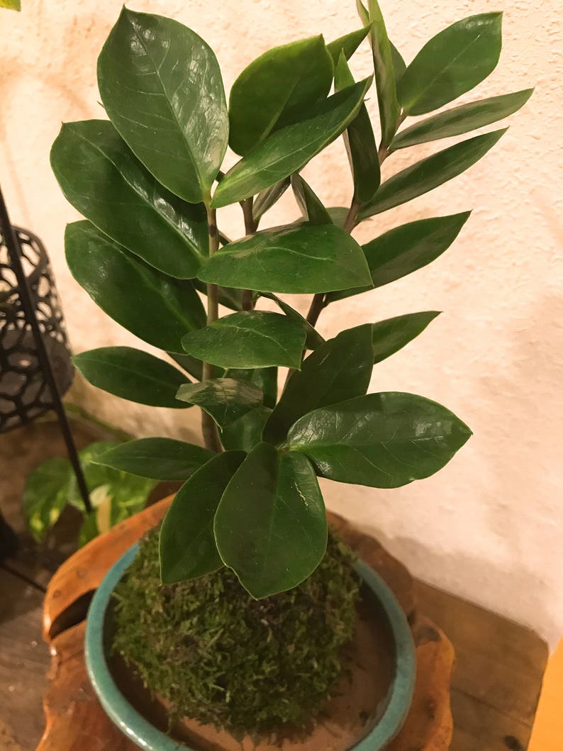 Zee Zee Plant Kokedama Moss Ball Easy Care Last Long Etsy