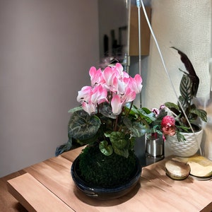 May include: A pink and white cyclamen plant in a dark blue ceramic pot with green moss. The plant is on a wooden table with a white lamp in the background.