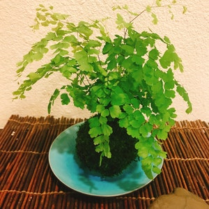 May include: A green fern plant in a moss ball, sitting on a blue ceramic dish. The dish is on a brown bamboo mat.