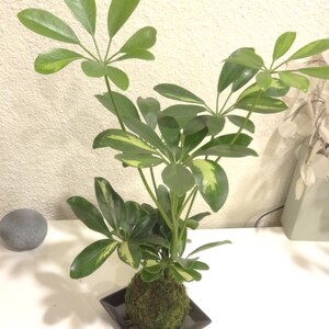 Puede incluir: Un Kokedama, planta japonesa de bola de musgo, con una Schefflera de hojas verdes y verde-amarillas variegadas. La planta se presenta en un peque&ntilde;o plato cuadrado negro. Las hojas son de un verde vibrante.